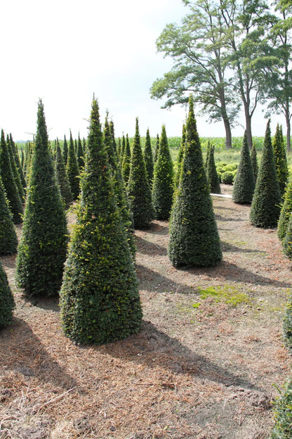 Tisa piramida / Taxus baccata /