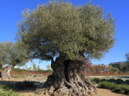 Maslin bonsai / Olea Europaea/