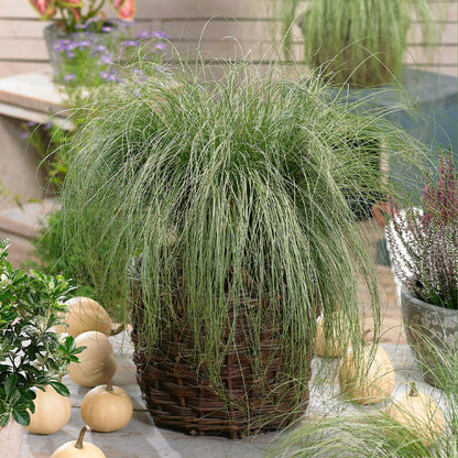 Carex morrowii "Frosted Curls"