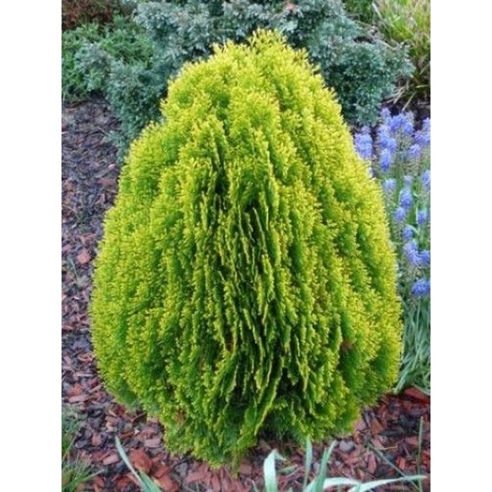 Tuia &quot;Aurea Nana&quot; 0.30 - 0.40 m / Thuja orientalis &quot;Aurea Nana&quot; / - Gradina Noastra