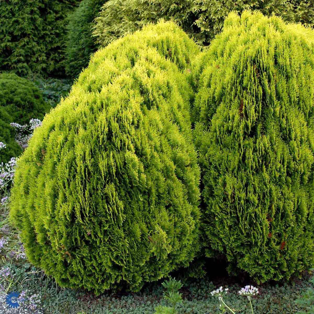 Tuia &quot;Aurea Nana&quot; 0.30 - 0.40 m / Thuja orientalis &quot;Aurea Nana&quot; / - Gradina Noastra