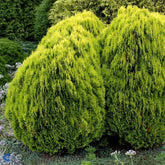 Tuia "Aurea Nana" 0.30 - 0.40 m / Thuja orientalis "Aurea Nana" / - Gradina Noastra