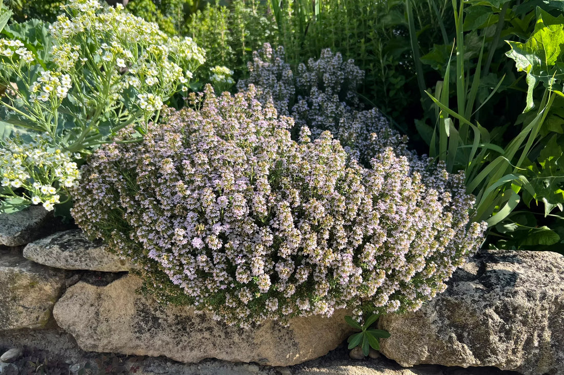 Cimbru comun pitic / Thymus vulgaris "Compactus"/ by Gradina Noastra