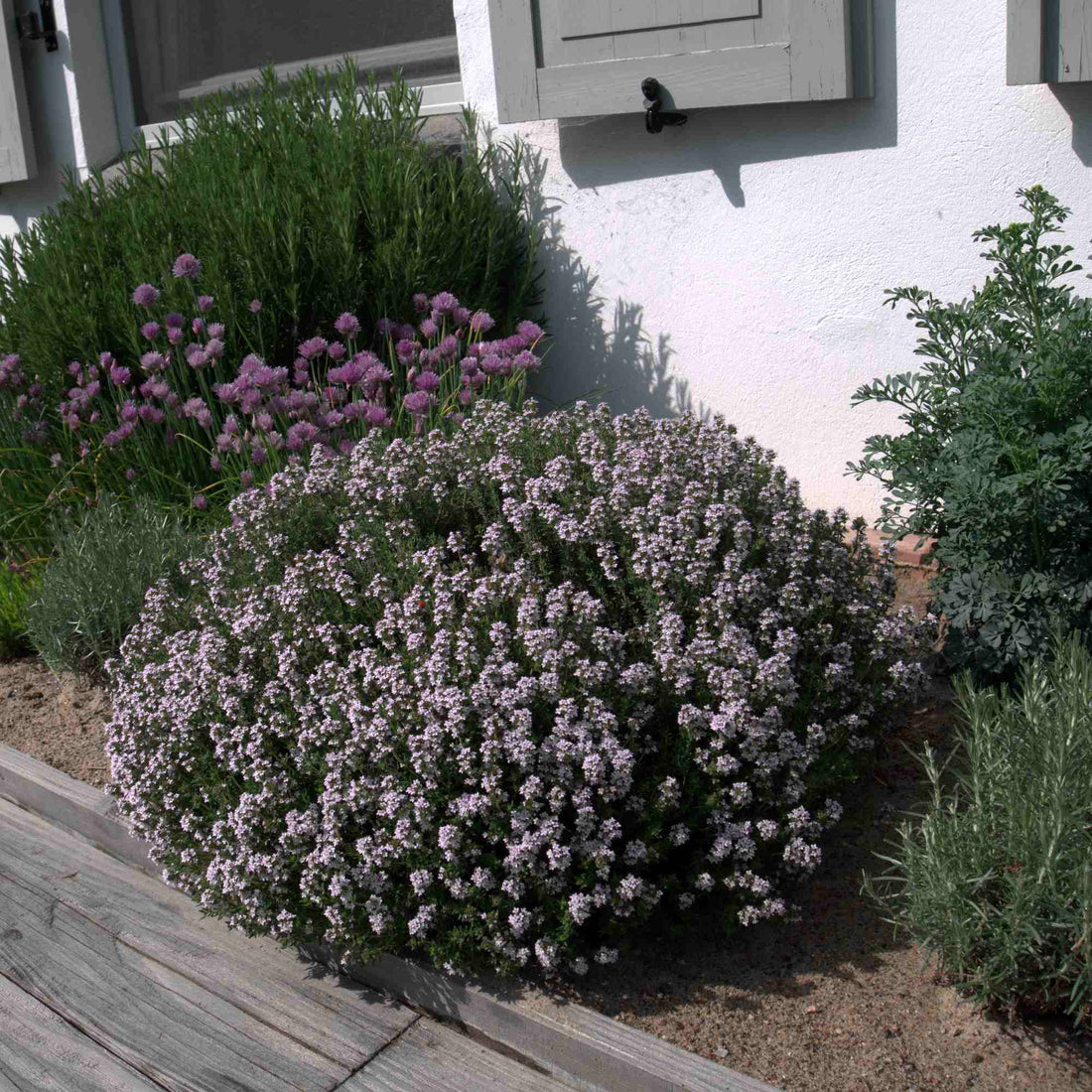 Cimbru comun pitic / Thymus vulgaris "Compactus"/