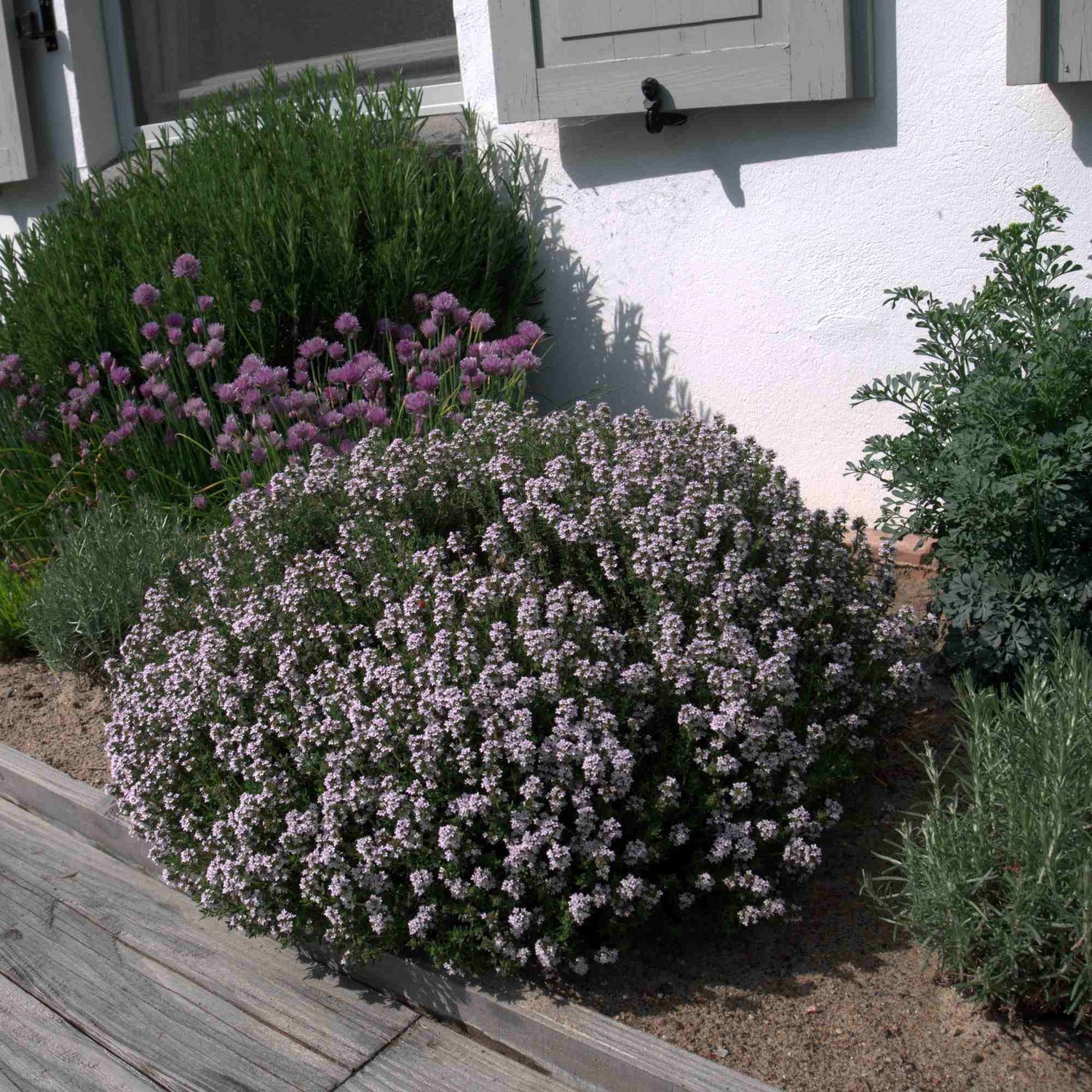 Cimbru comun pitic / Thymus vulgaris "Compactus"/