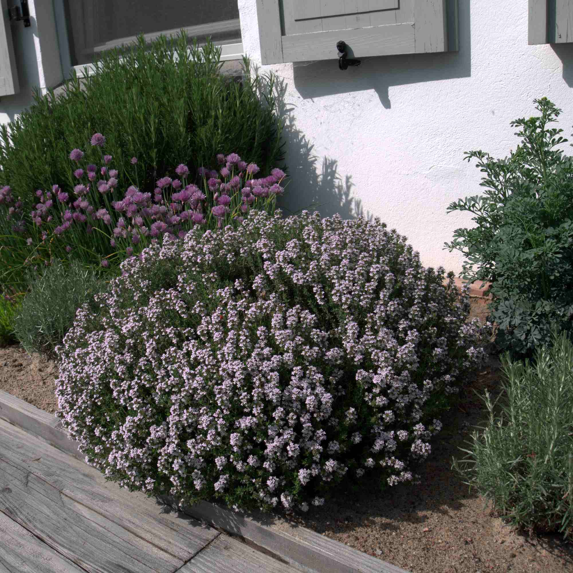 Cimbru comun pitic / Thymus vulgaris "Compactus"/