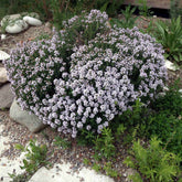 Cimbru comun pitic / Thymus vulgaris "Compactus"/ by Gradina Noastra