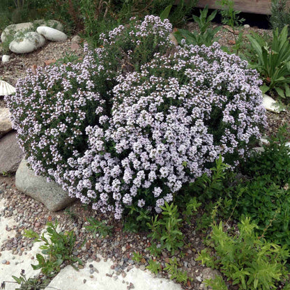 Cimbru comun pitic / Thymus vulgaris &quot;Compactus&quot;/ by Gradina Noastra