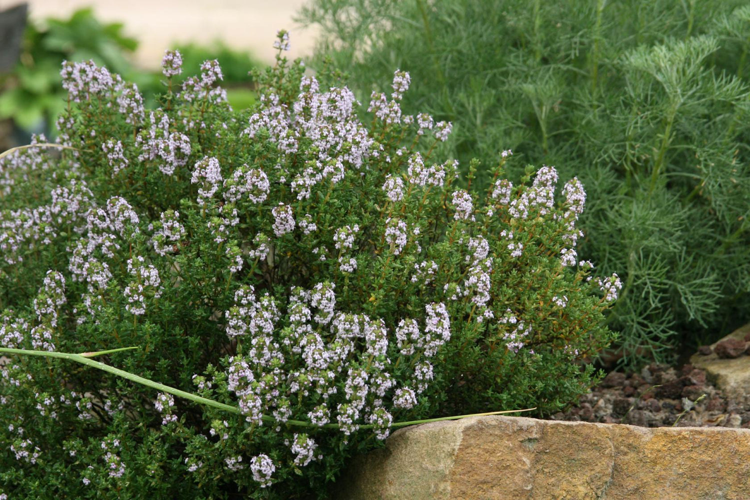 Cimbru comun pitic / Thymus vulgaris "Compactus"/