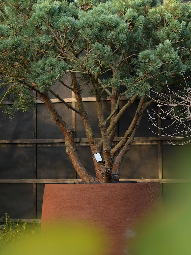 Pin de padure multitulpinal / Pinus Sylvestris /