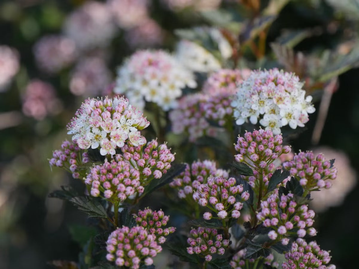 Physocarpus "Tiny Wine" / Physocarpus opulifolius "Tiny Wine"/