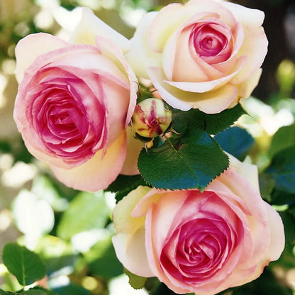 Trandafir floribunda "Eden Rose"/ Rosa floribunda "Eden Rose"/