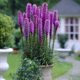 Liatris spicata "Kobold" - Gradina Noastra