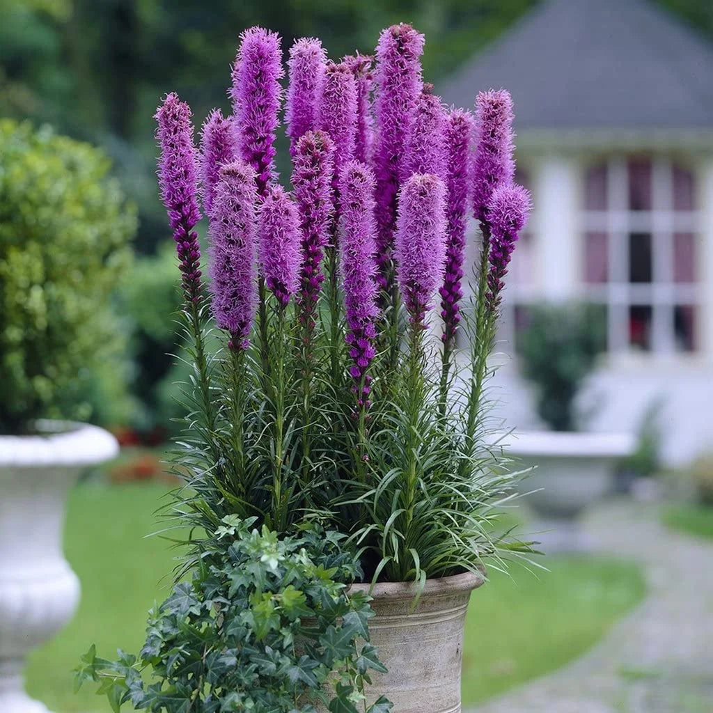 Liatris spicata "Kobold" - Gradina Noastra