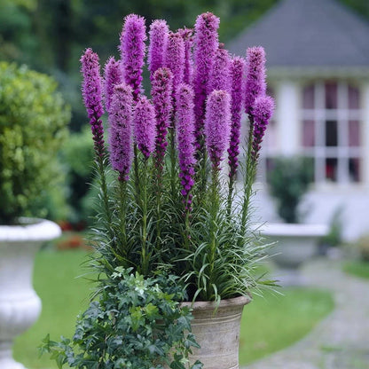 Liatris spicata "Kobold" - Gradina Noastra