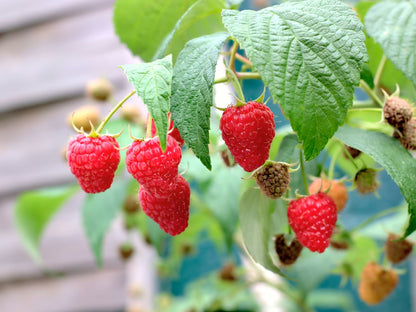 Zmeură "Ottawa"/ Rubus idaeus &