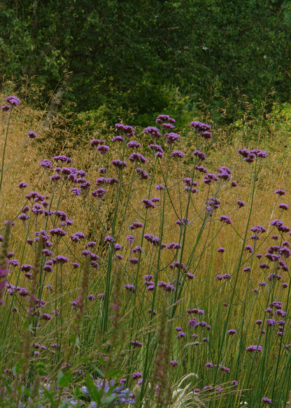 Verbena bonariensis - Gradina Noastra