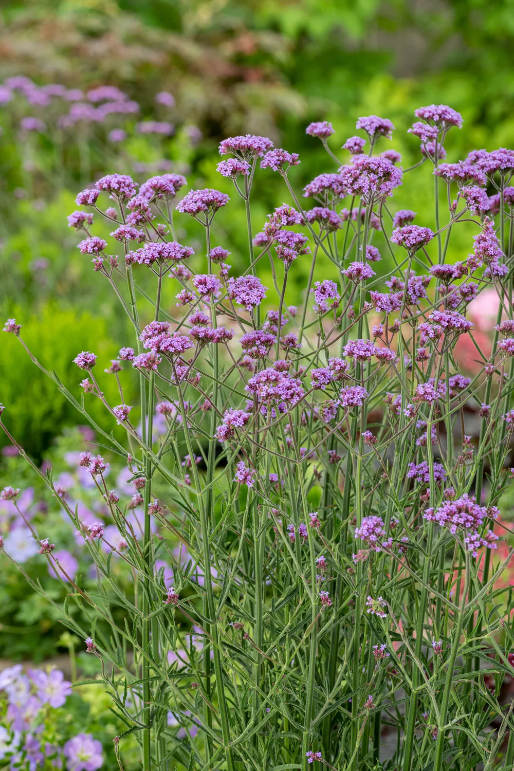 Verbena bonariensis - Gradina Noastra