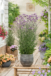 Verbena bonariensis - Gradina Noastra