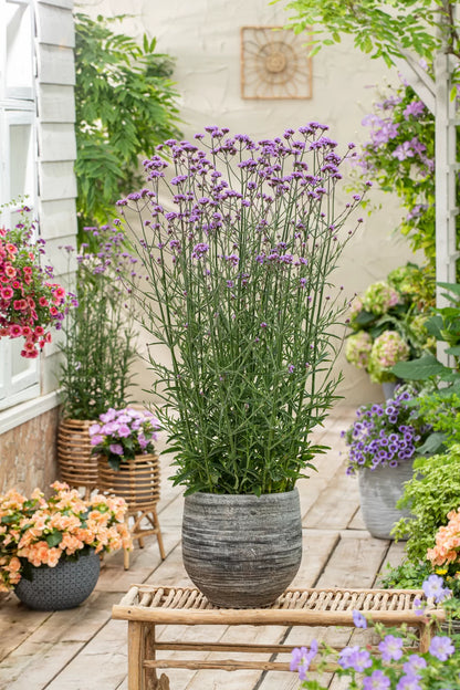 Verbena bonariensis - Gradina Noastra