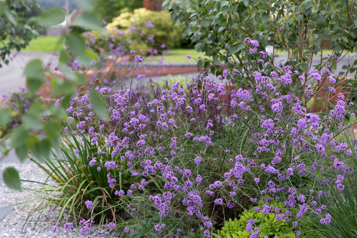 Verbena bonariensis "Lollipop"