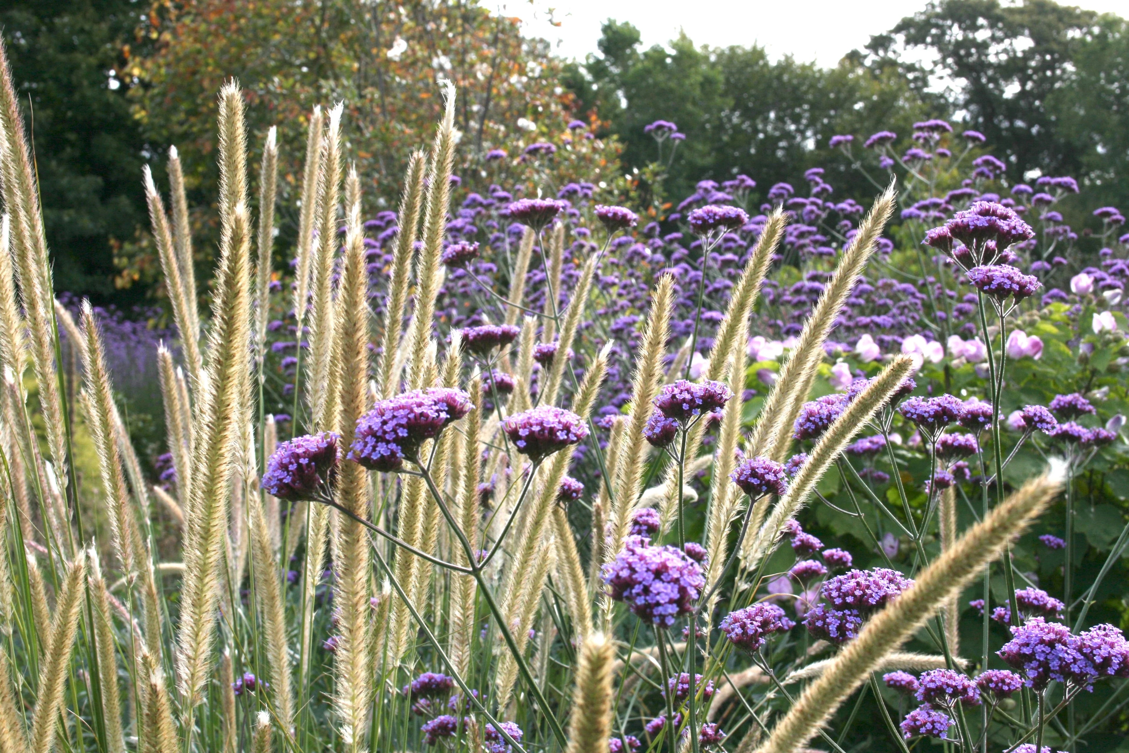 Verbena bonariensis "Lollipop"