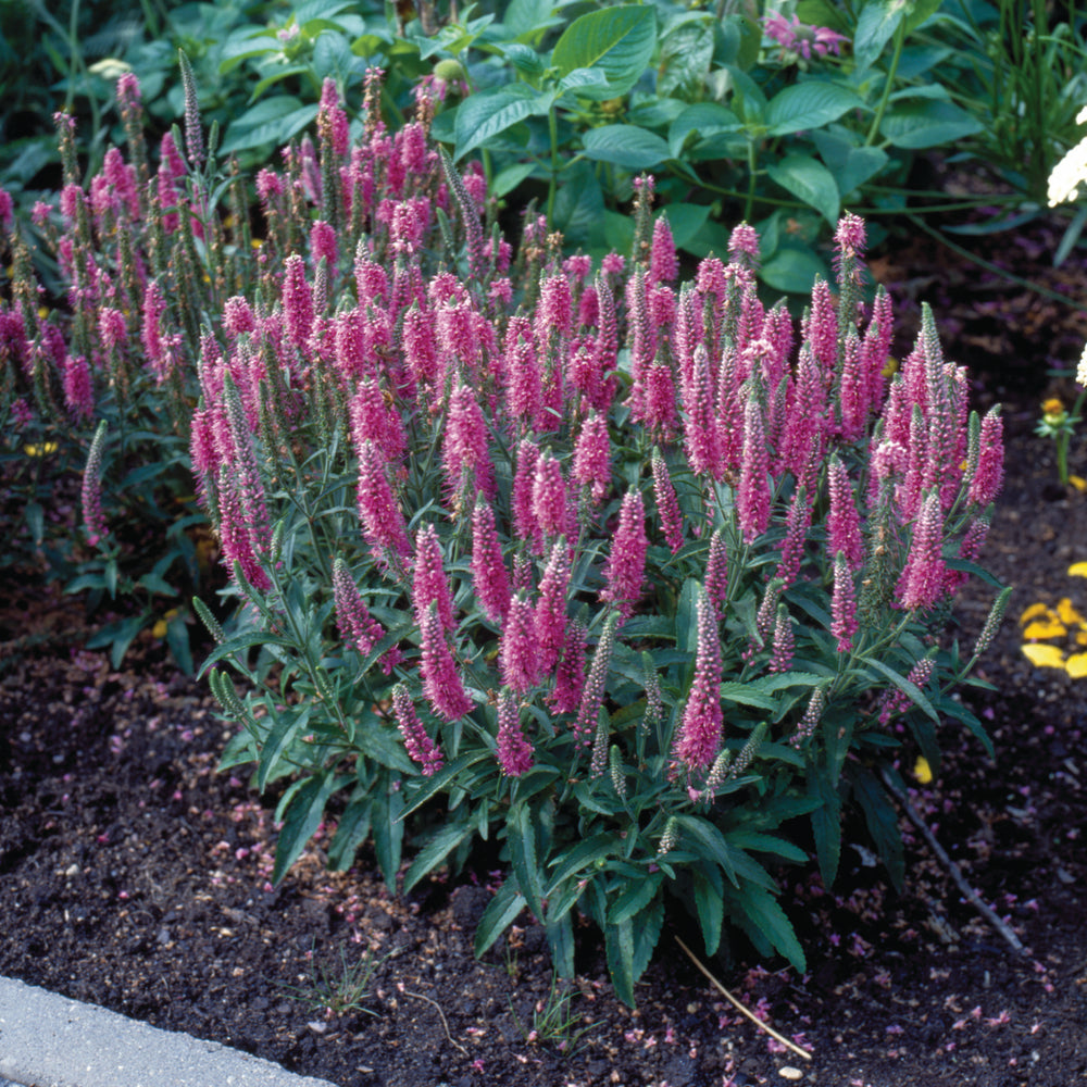 Veronica "Rose Zwerg" 0.10 - 0.20 m by Gradina Noastra