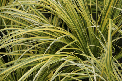 Acorus gramineus  „Ogon”