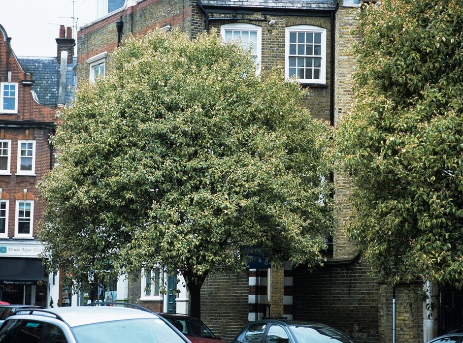 Lemn cainesc "Excelsum Superbum" arbore / Ligustrum japonicum "Excelsum Superbum"/