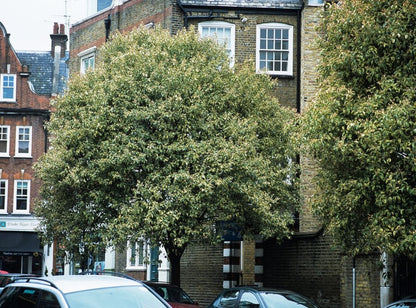 Lemn cainesc "Excelsum Superbum" arbore / Ligustrum japonicum "Excelsum Superbum"/