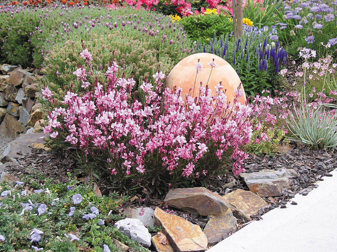 Gaura lindheimeri "Passionate Blush" by Gradina Noastra