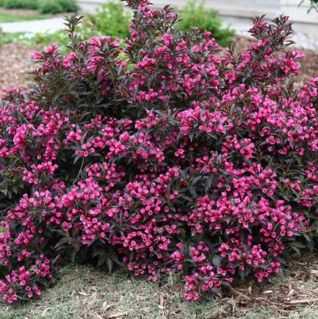 Weigela 0.40 - 0.50 mix / Weigela florida &quot;Purpurea&quot;, &quot;Nana Variegata&quot;,  &quot;Red Prince&quot; /