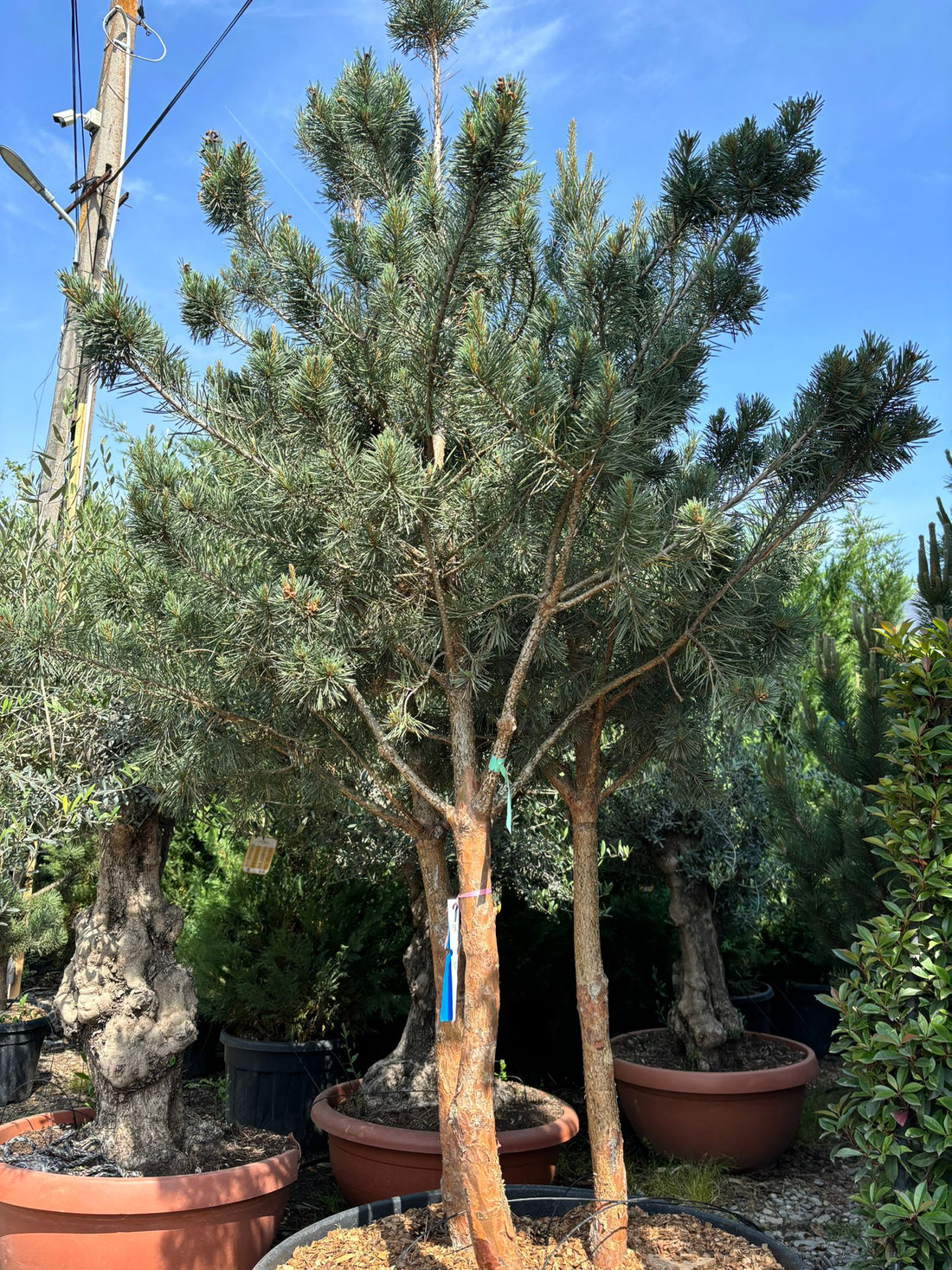 Pin de padure multitulpinal 2.00 -2.50 m / Pinus Sylvestris / - Gradina Noastra