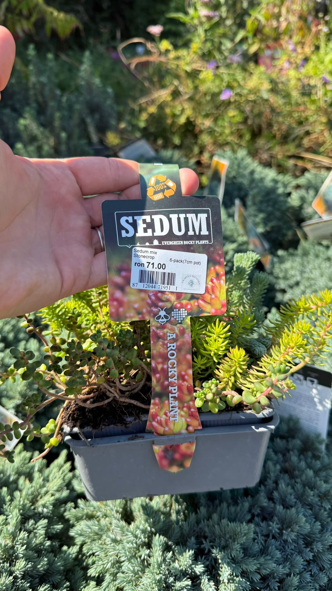 Iarba Grasă Mix pachet - / Sedum mix / Covor Viu Suculent Rezistent