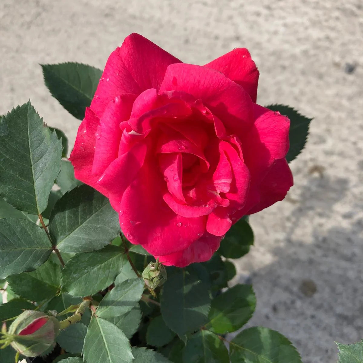 Trandafir floribunda "Ville de Roeulx"/ Rosa floribunda "Ville de Roeulx"/