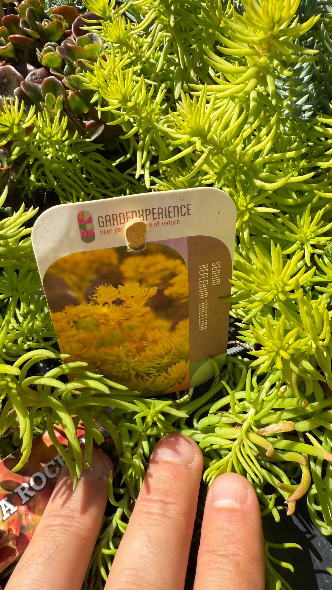 Iarba Grasă Mix -  /Sedum Mix/ Covor Viu Suculent Rezistent