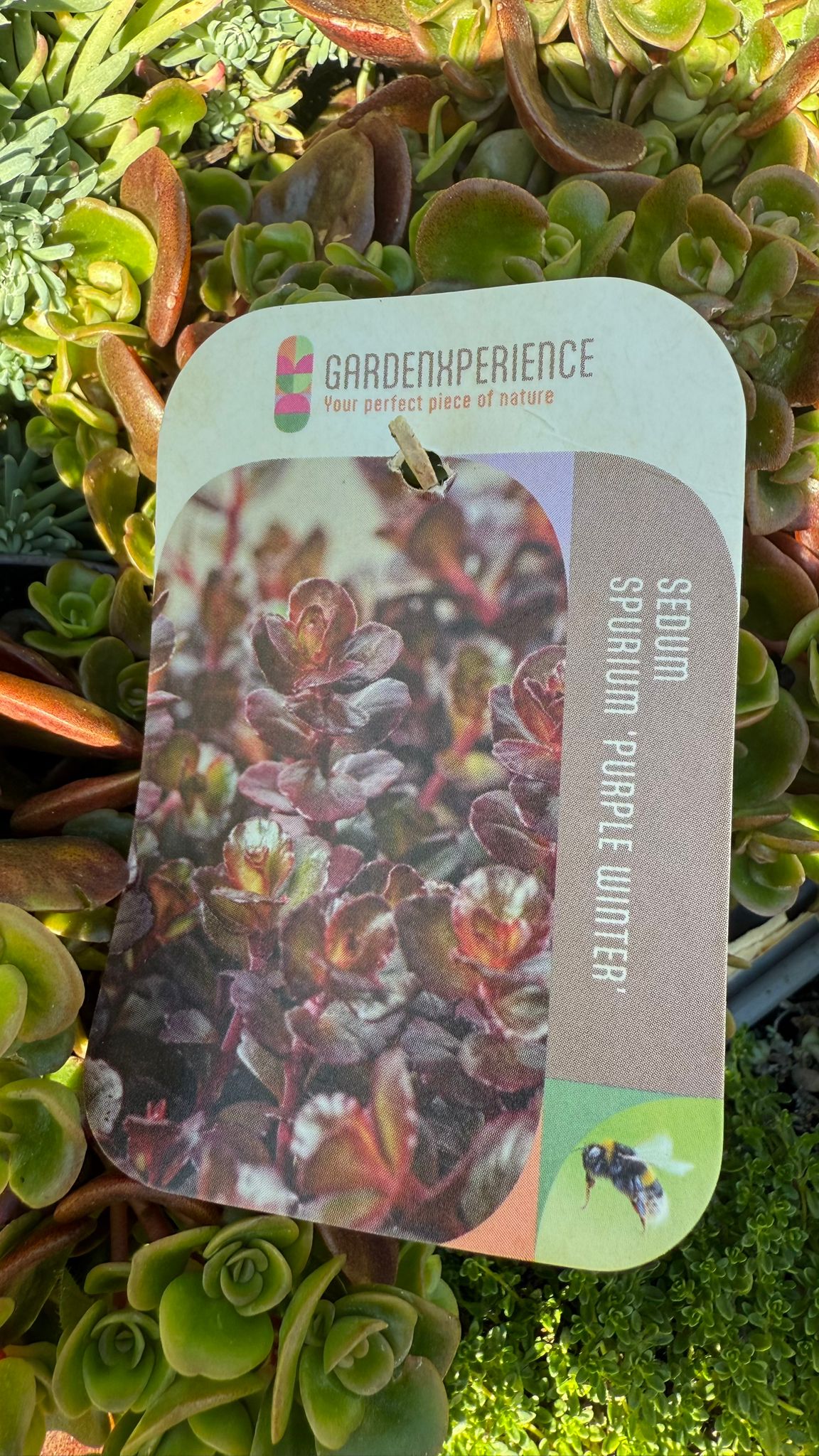 Iarba Grasă Mix -  /Sedum Mix/ Covor Viu Suculent Rezistent