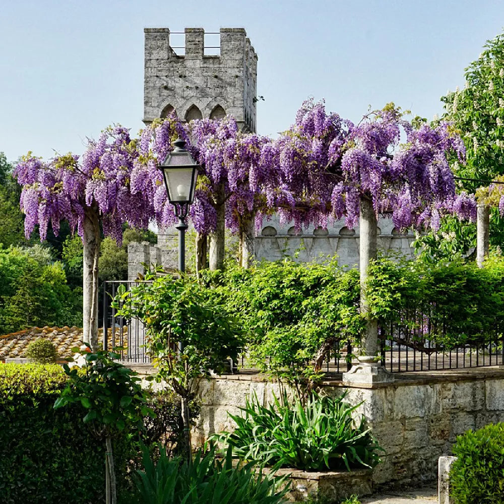 Glicina chinezească arbore / Wisteria chinensis "Prolific" /