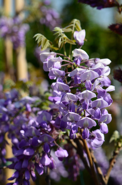Glicina chinezească "Yokahama Fuji" / Wisteria chinensis  "Yokahama Fuji"/