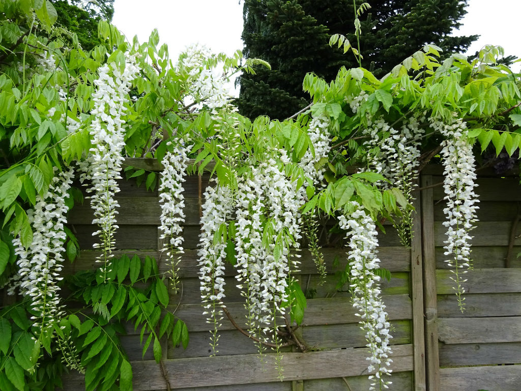 Glicina chinezească &quot;Alba&quot; 2.00 m  / Wisteria chinensis  &quot;Alba&quot;/