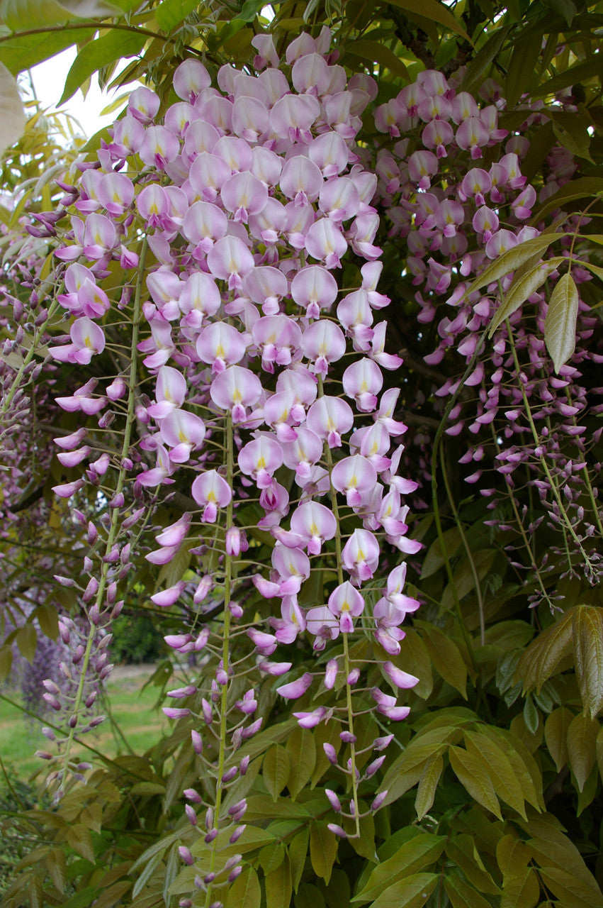 Glicina chinezească "Rosea" / Wisteria chinensis  "Rosea"/