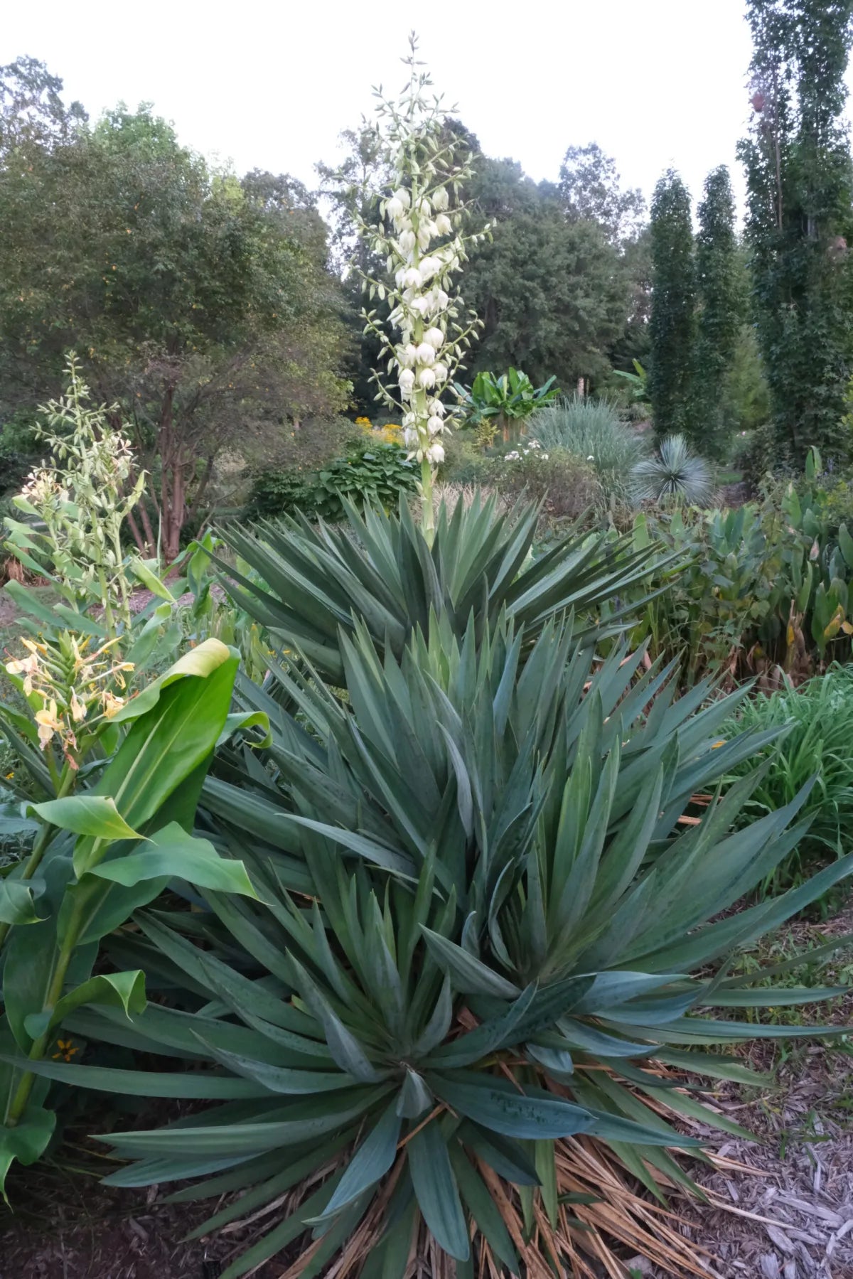 Yucca gloriosa / Yucca gloriosa /