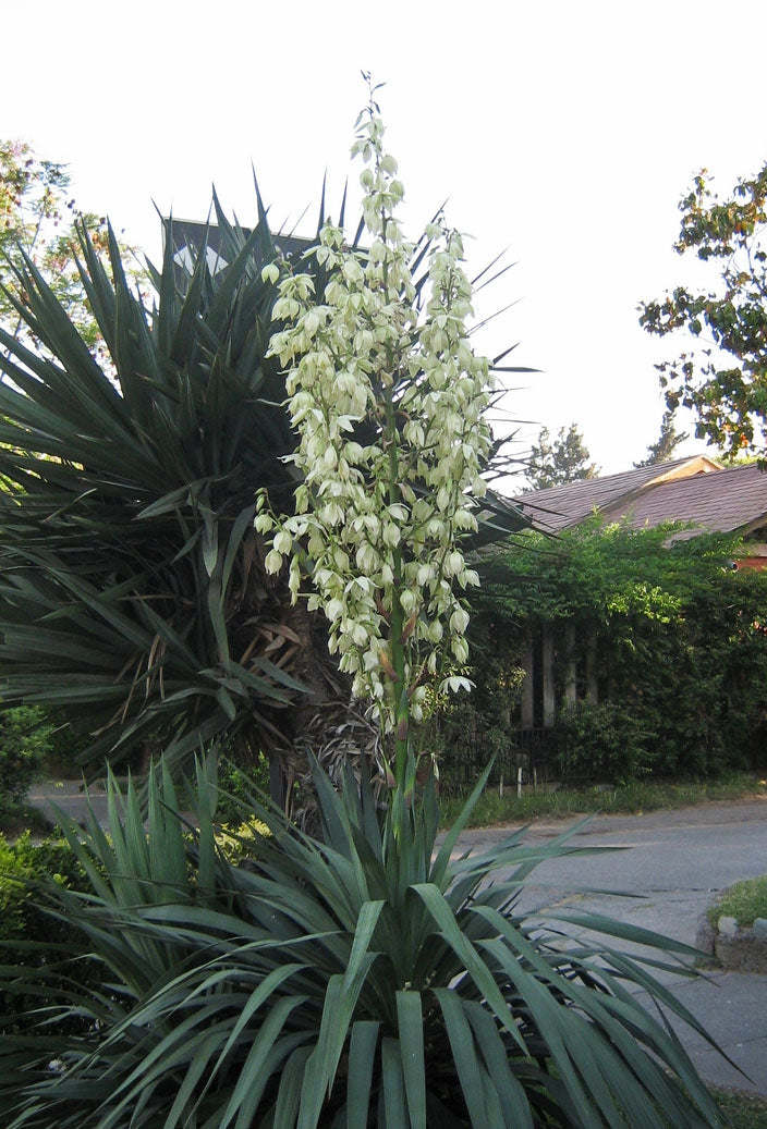 Yucca gloriosa 0.80 - 1.00 m / Yucca gloriosa / by gradina-noastra