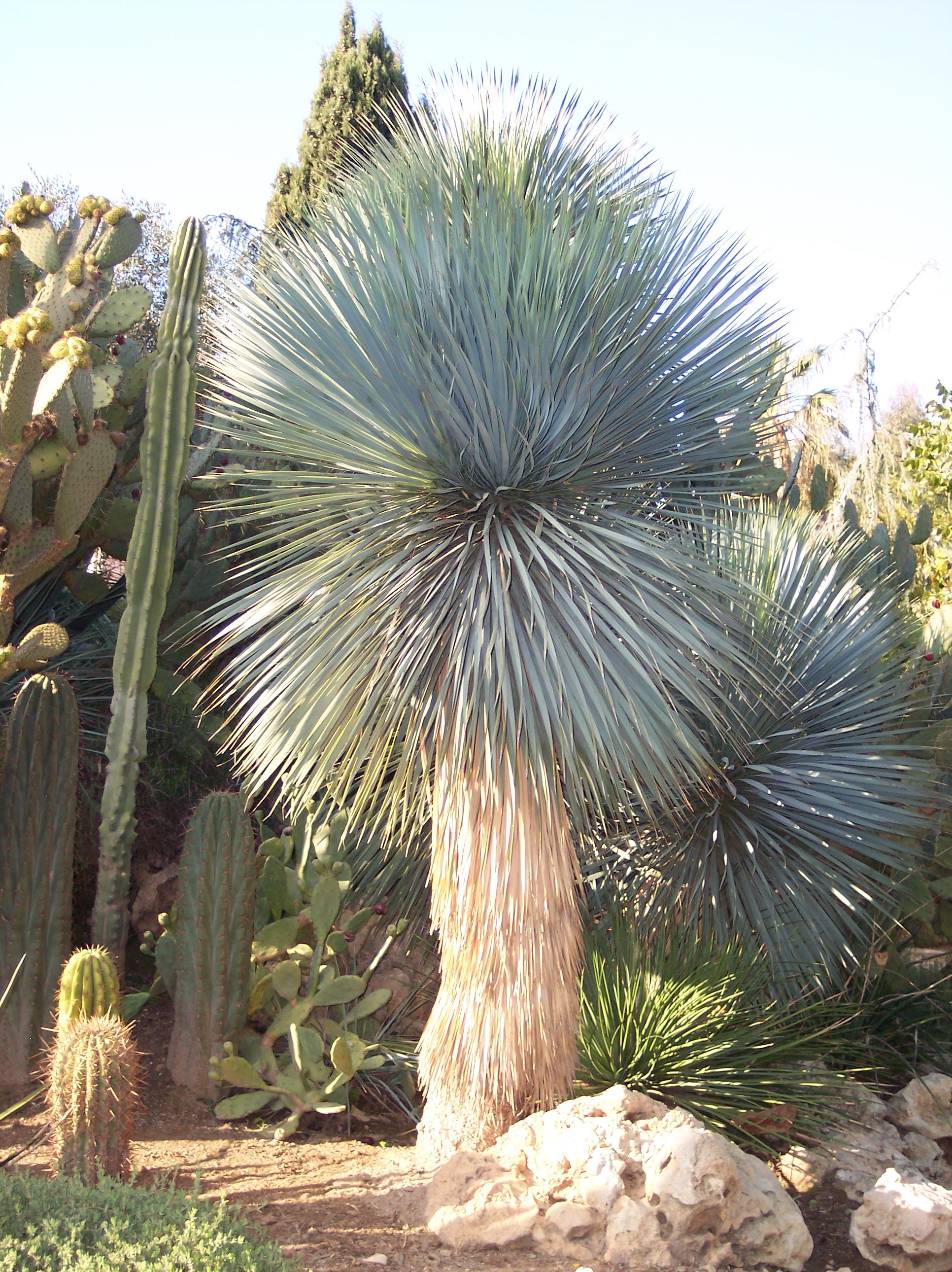 Yucca rostrata / Yucca rostrata/