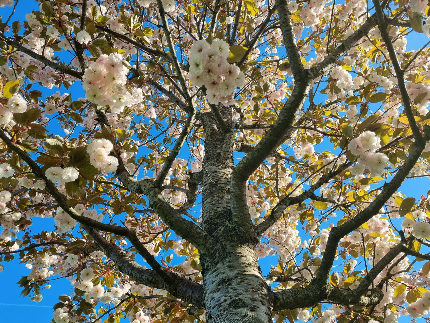 Japanese cherry &quot;Kanzan&quot; 2.00 - 2.50 m / Prunus serrulata &quot;Kanzan&quot; /