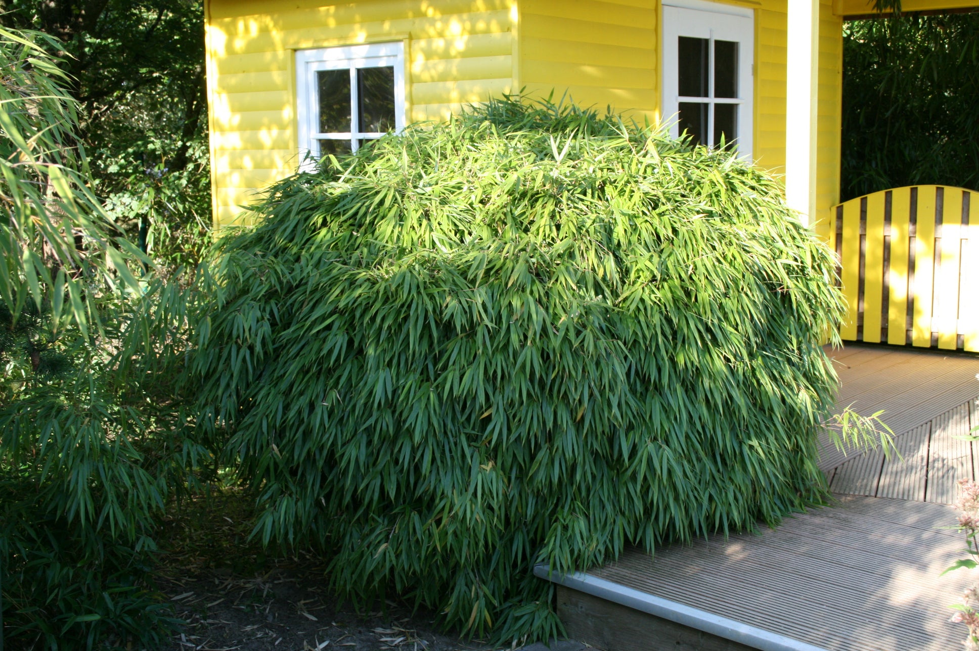 Bambus vesnic verde pitic „Rufa” / Fargesia murielae „Rufa”  /