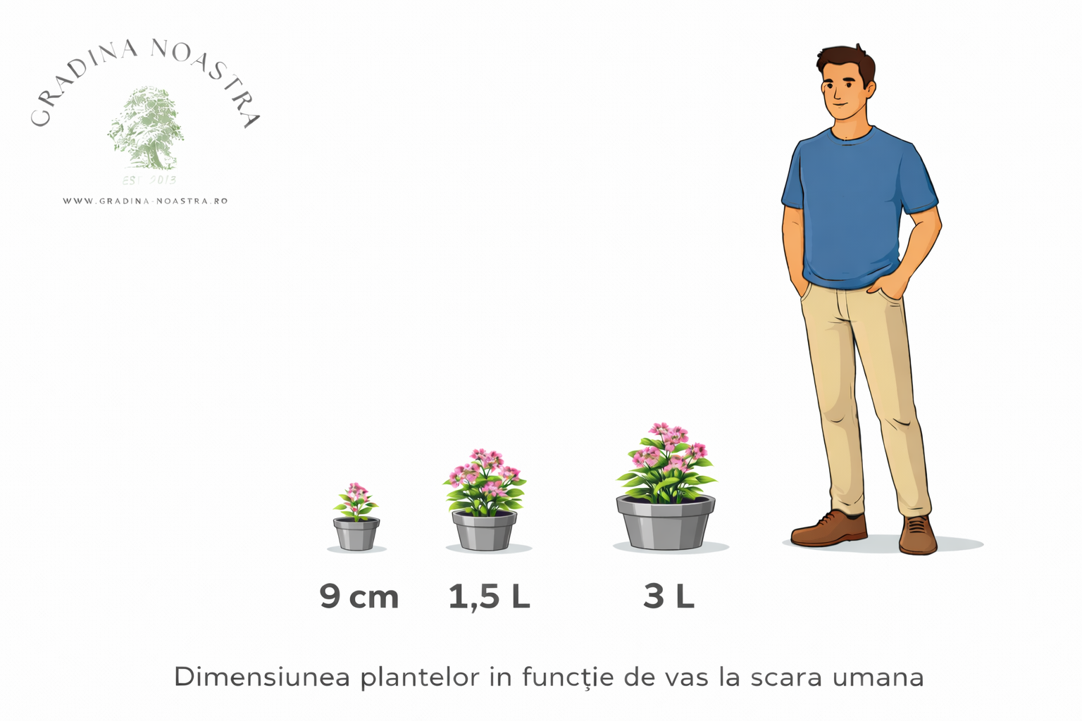 Iarba Grasă Mix pachet 6 buc / Sedum mix / Covor Viu Suculent Rezistent