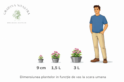Iarba grasa "Album Superbum" / Sedum spurium "Album Superbum"/