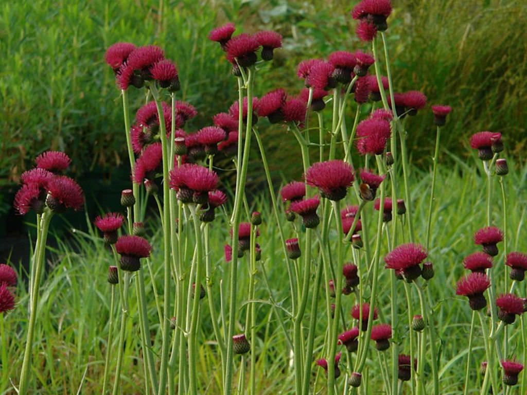 Cirsium rivulare "Atropurpureum" 0.30 - 0.40 m by Gradina Noastra
