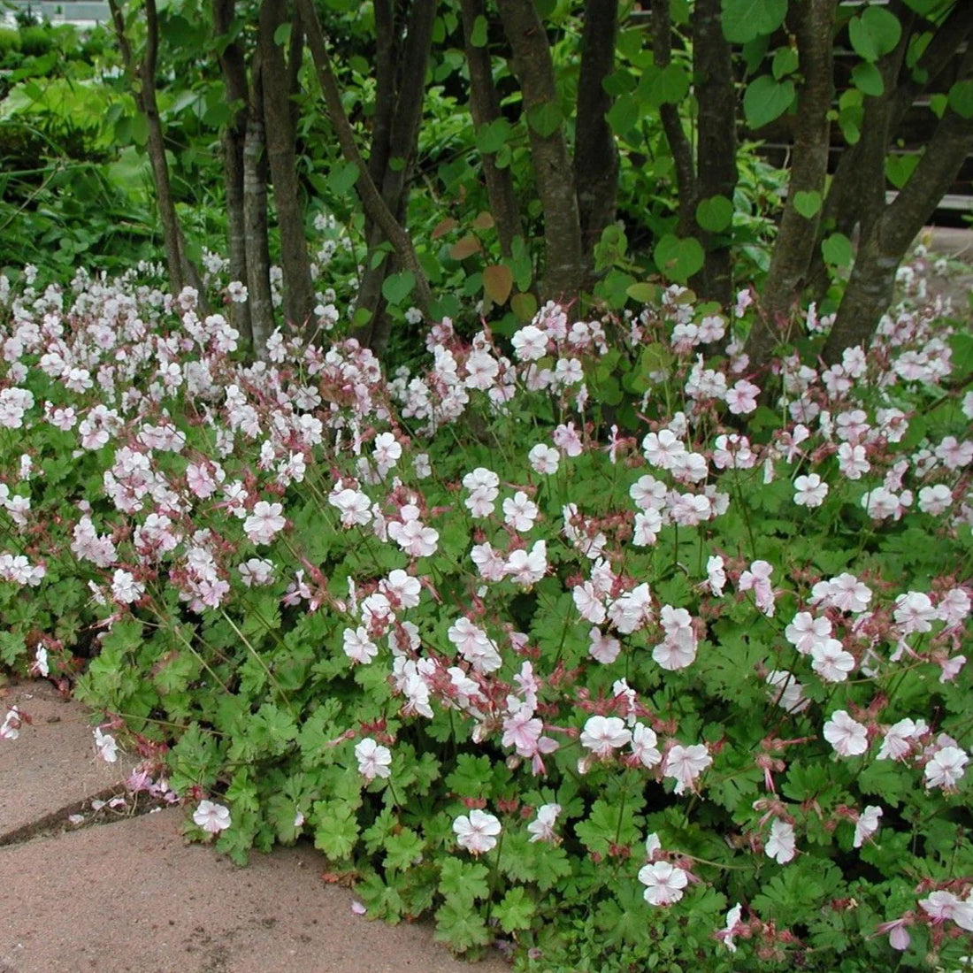 Geranium cantabrigiense x "Biokovo" by Gradina Noastra